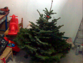 Stromeček zatím temperuje ve sklepě / Praha, 22. 12. 2009